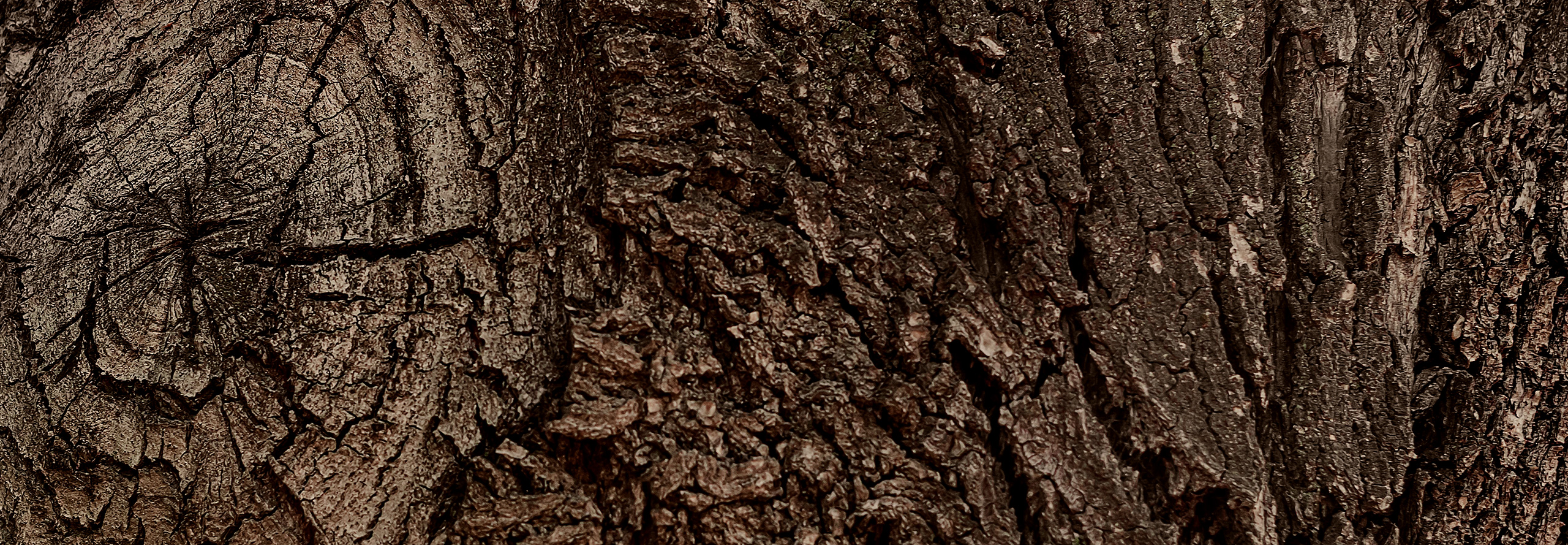 wood3-scaled